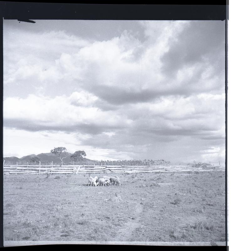 Black and white medium format negative of fencing with a group of sheep in front