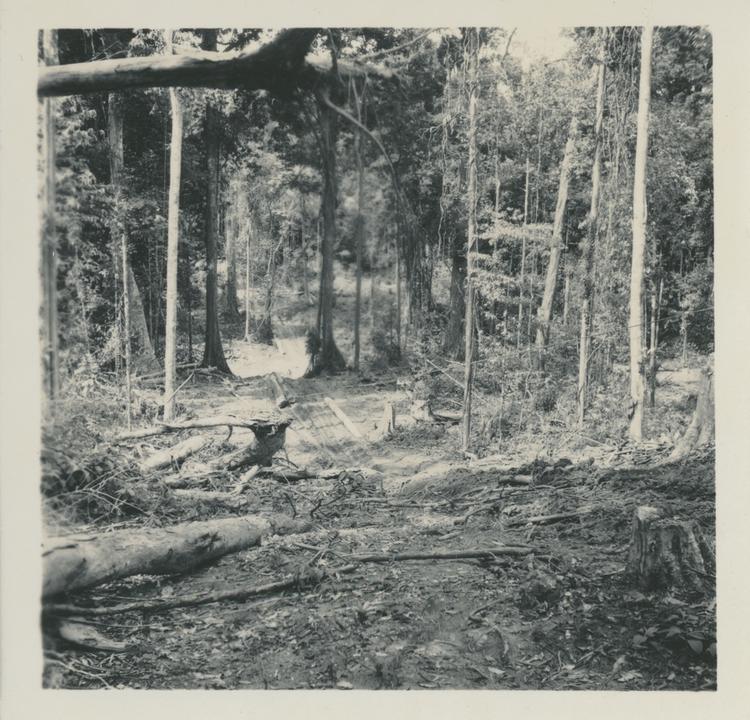 Image of Black and white print of cleared pathway through forest with logs