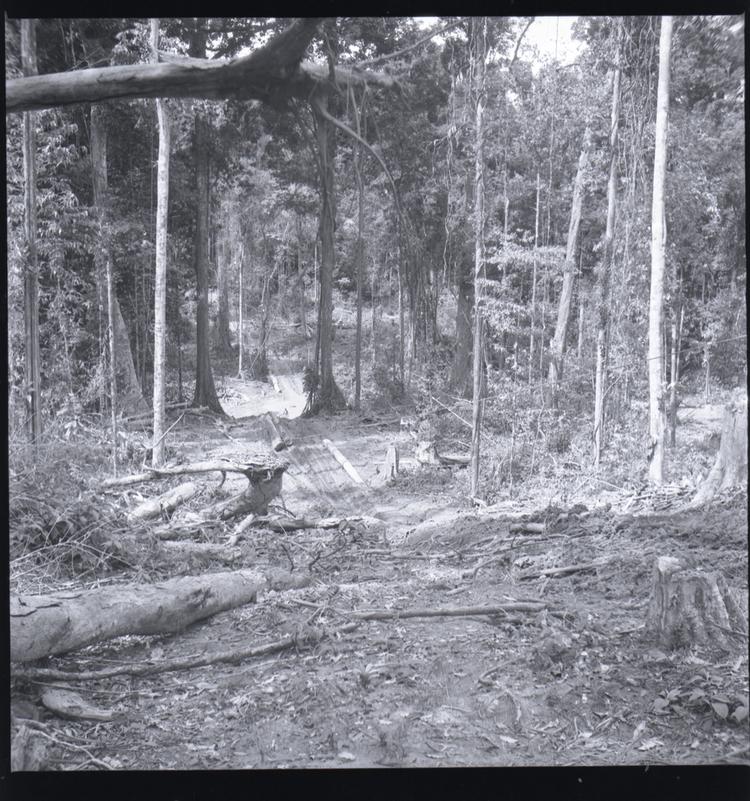 Image of Black and white medium format negative of cleared pathway through forest with logs