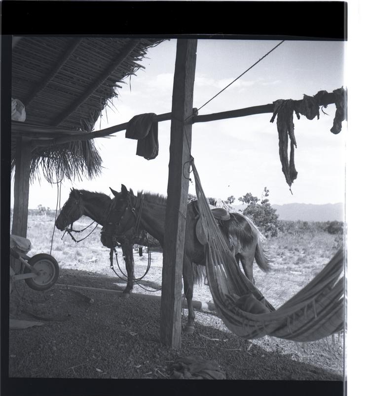 Image of Black and white medium format negative of open building with horses tethered and a hammock