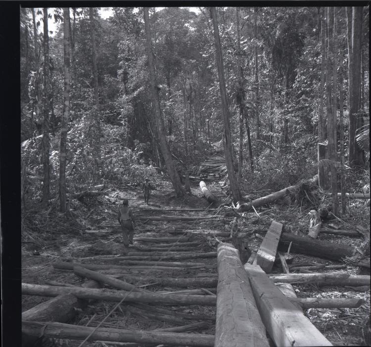 Image of Black and white medium format negative of large logs on a long log ramp which stretches ahead