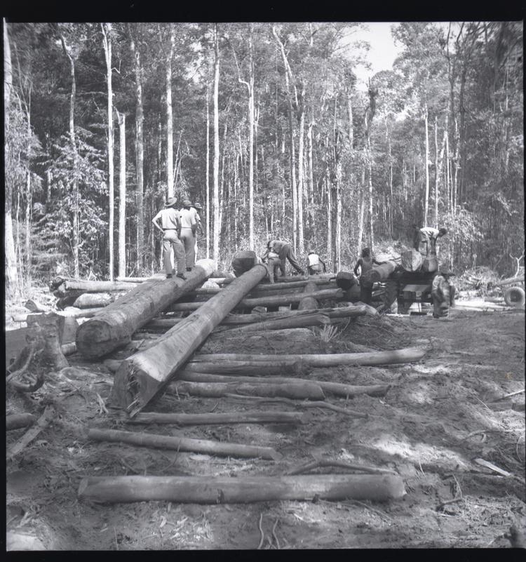 Image of Black and white medium format negative of large logs being hauled over a ramp of smaller logs