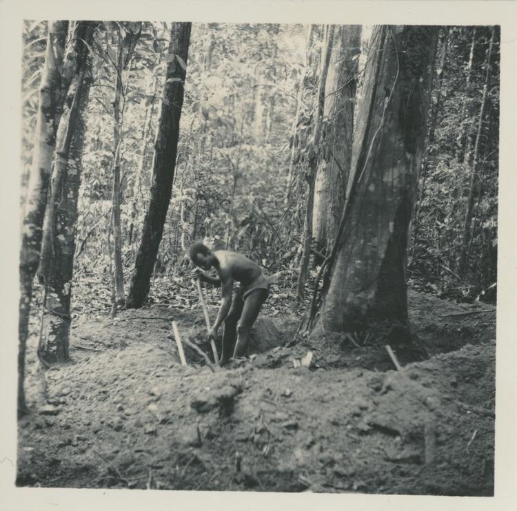 image of Black and white print of a man digging round a large tree
