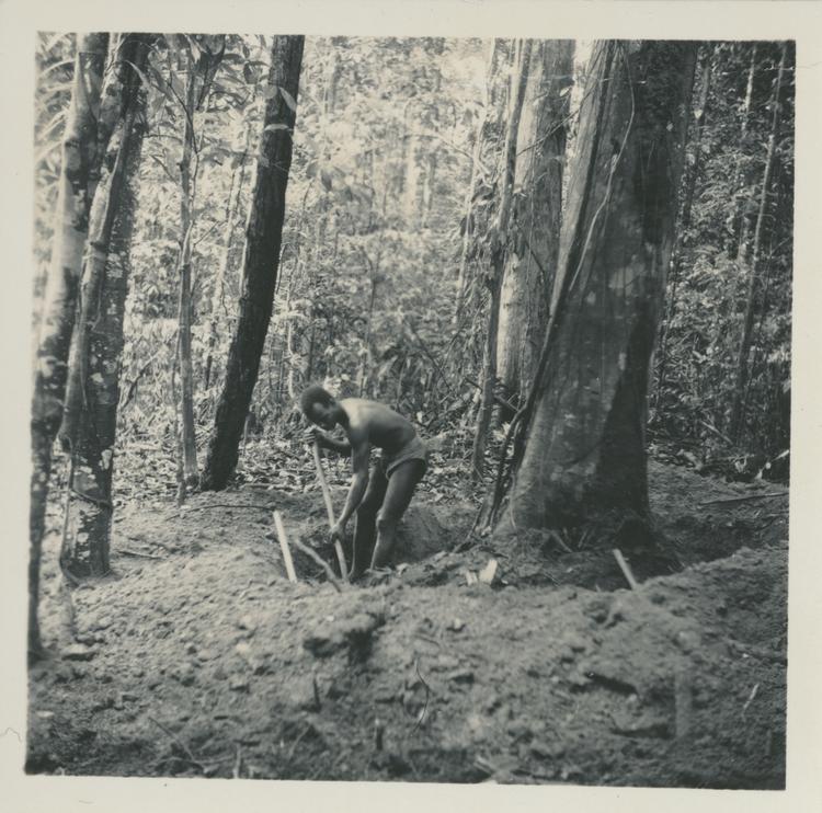 Image of Black and white print of a man digging round a large tree