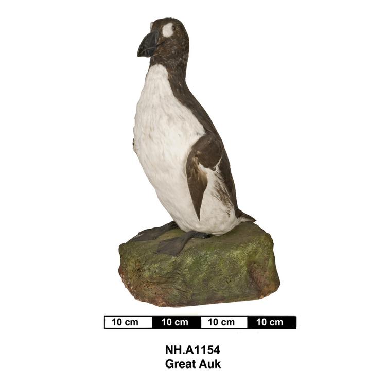 image of Great Auk (Pinguinus impennis)