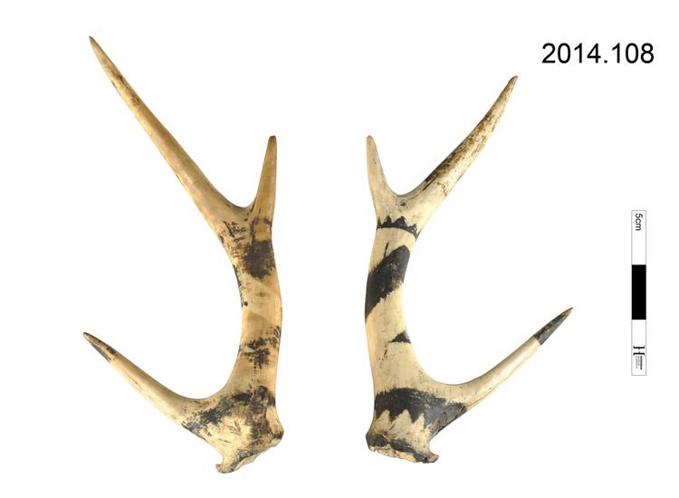 Detail view of antlers of Horniman Museum object no 2014.108