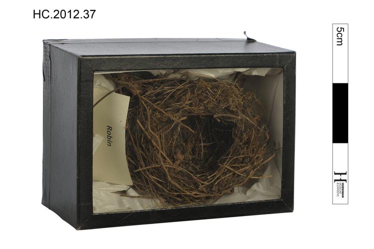 Image of bird nest