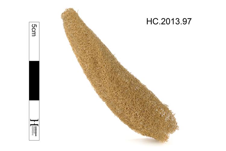 Image of loofah
