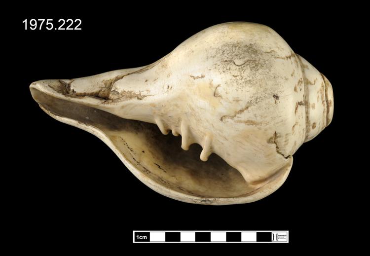 Image of 423.111.1 End-blown conches without mouthpiece