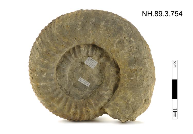 image of Ammonite (Titanites (Galbanites))