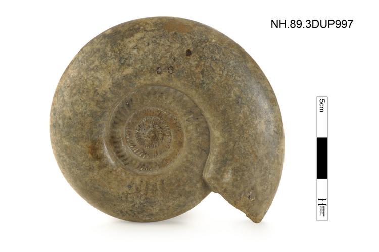 image of Ammonite (Parkinsonia dorsetensis)