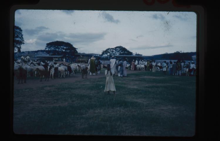 Image of Ibadan race course. Rams for sale