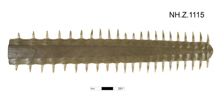 Image of Green sawfish