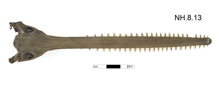 Image of Narrow sawfish, or knifetooth sawfish