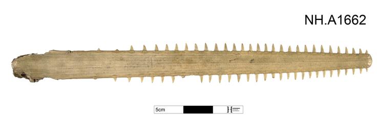 Image of Narrow sawfish, or knifetooth sawfish