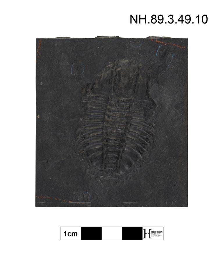 Image of Trilobite