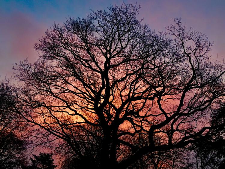 Image of Native Hybrid Oak