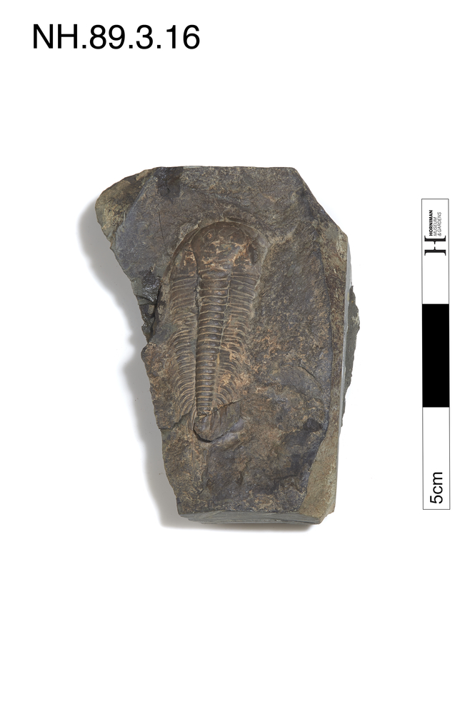 image of Trilobite (Paradoxides bohemicus)