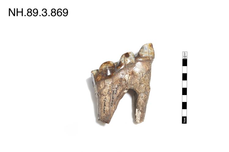 Image of Mastodon