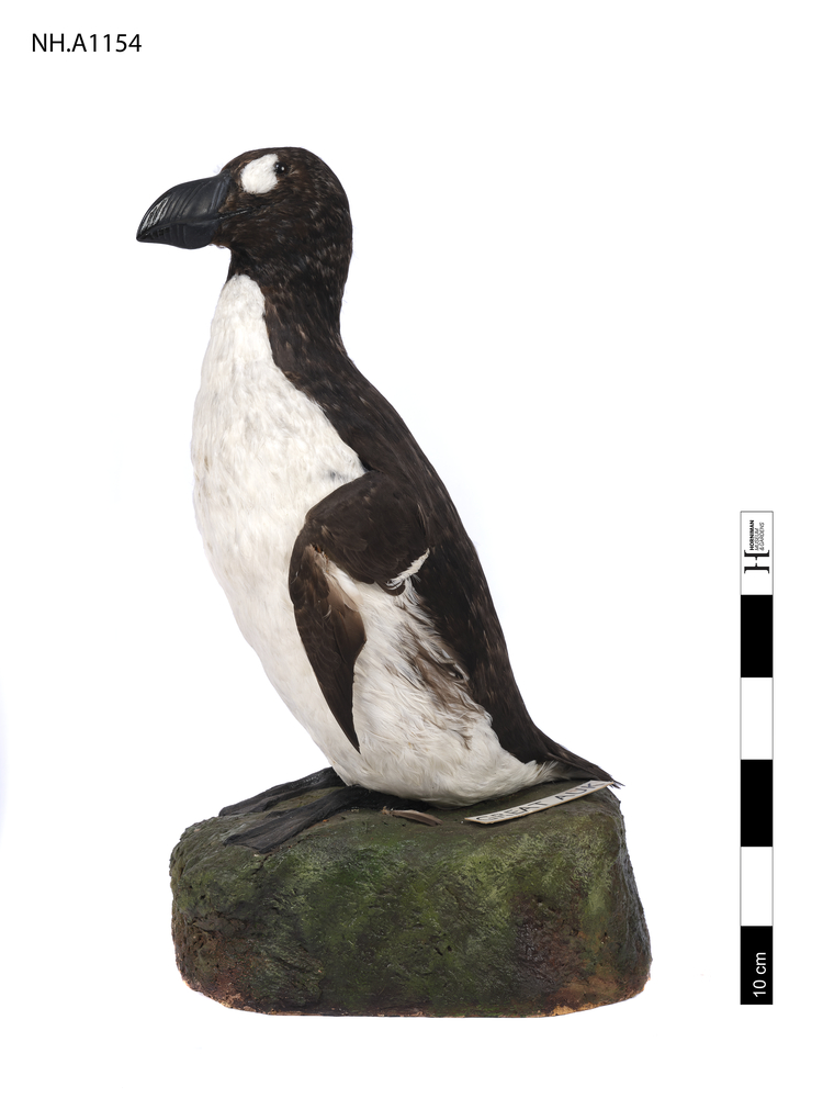 image of Great Auk (Pinguinus impennis)