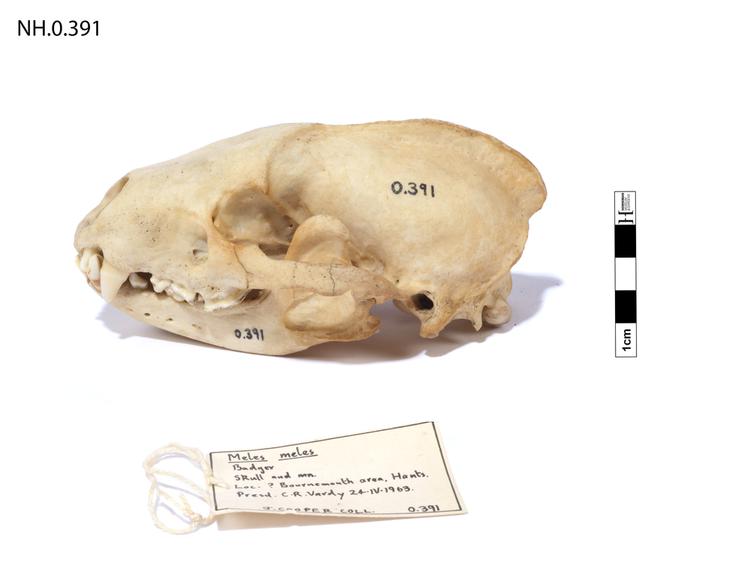 image of Eurasian Badger (Meles meles)