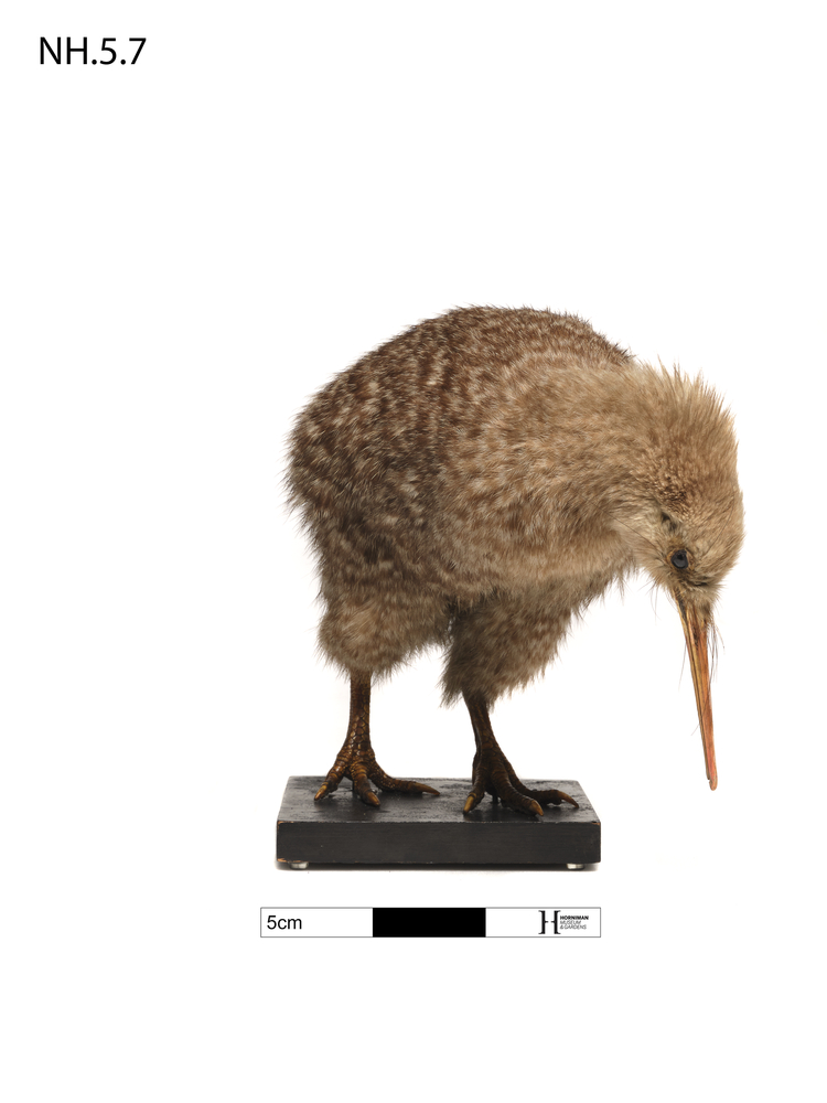 Image of North Island Kiwi