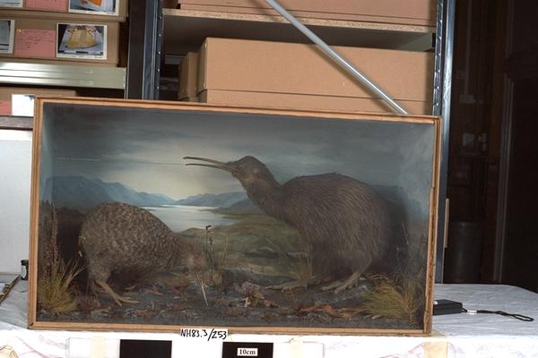 Image of Kiwi