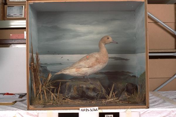 Image of Eurasian Wigeon