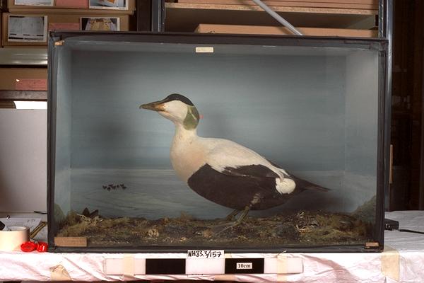 Image of North American Eider