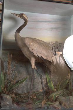 conserving our taxidermy collections