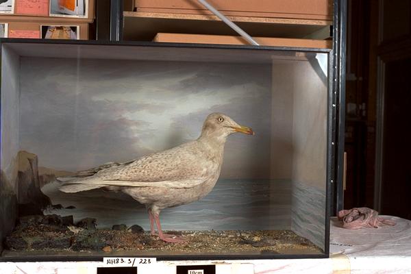 Image of Glaucous Gull