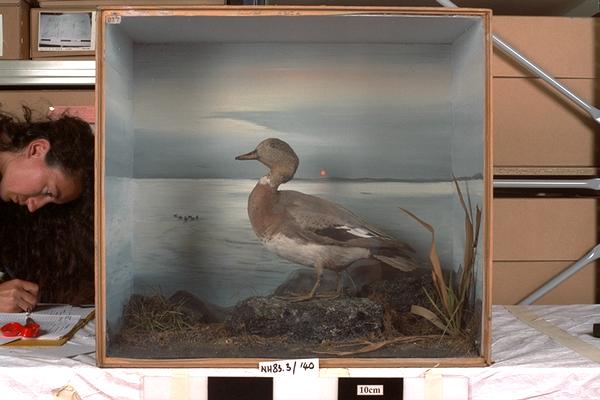 Image of Gadwall-Eurasian Wigeon Hybrid