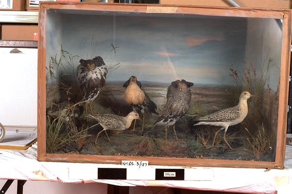 Image of Ruff