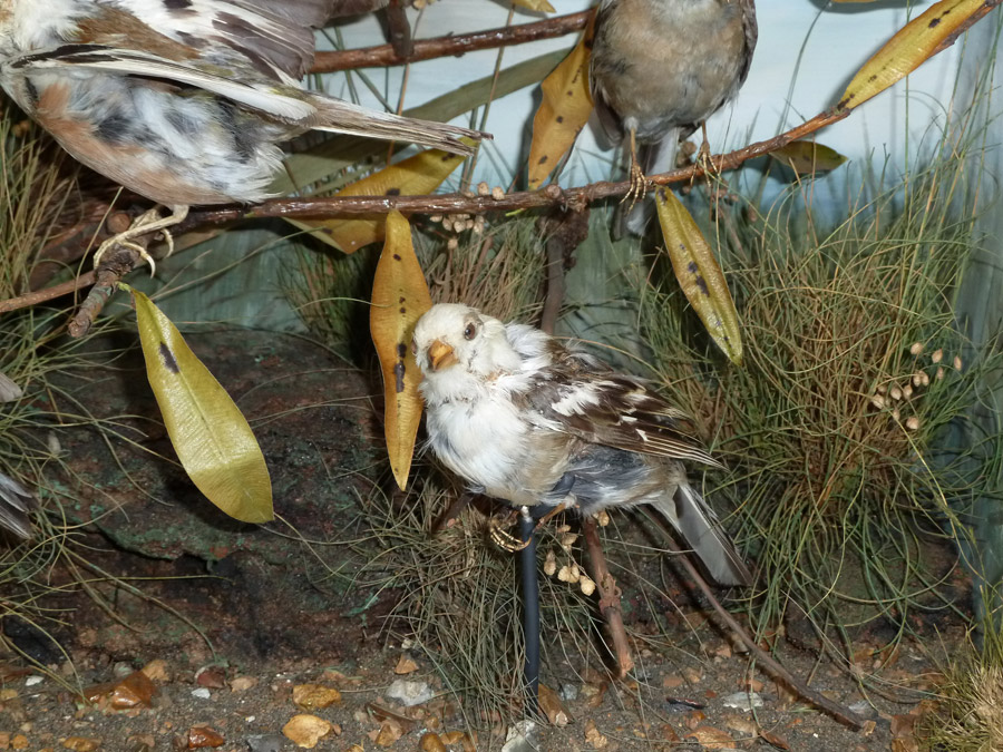 A close up of a chaffinch