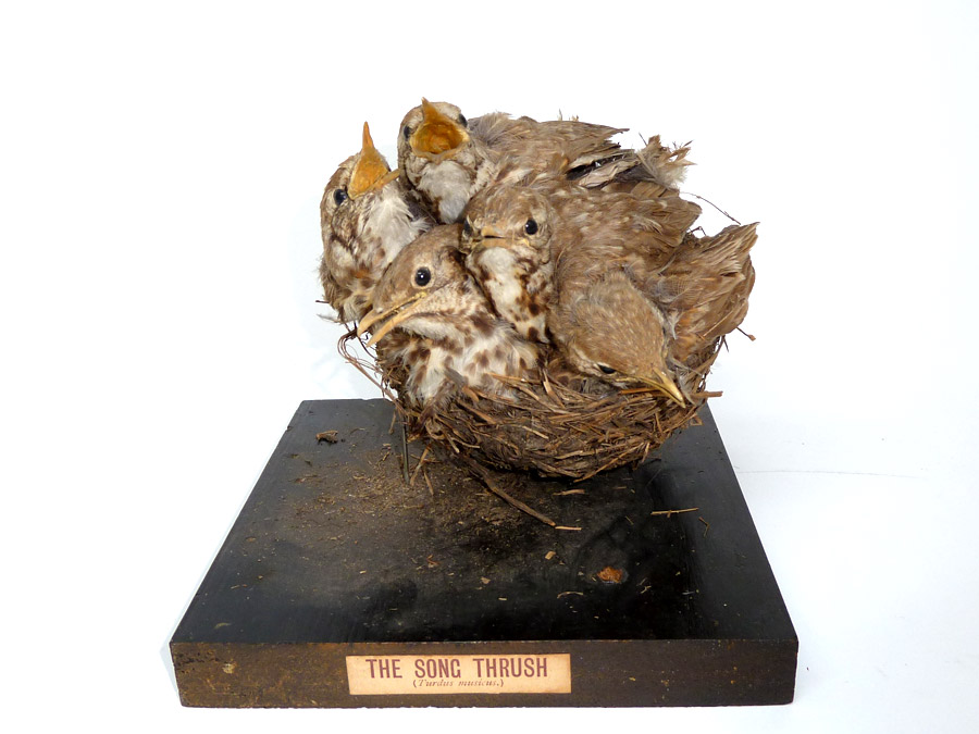 Song thrush taxidermy looking ropey