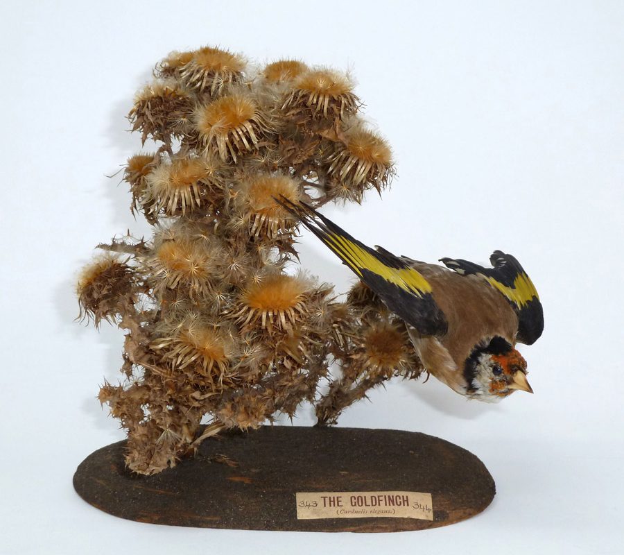 Taxidermy goldfinch
