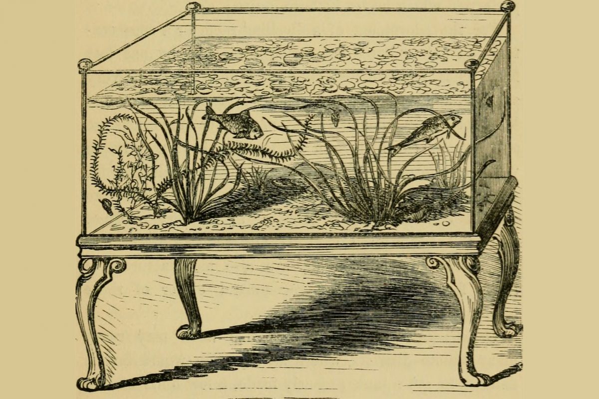 Who Invented Aquariums: Unveiling Aquatic Pioneers