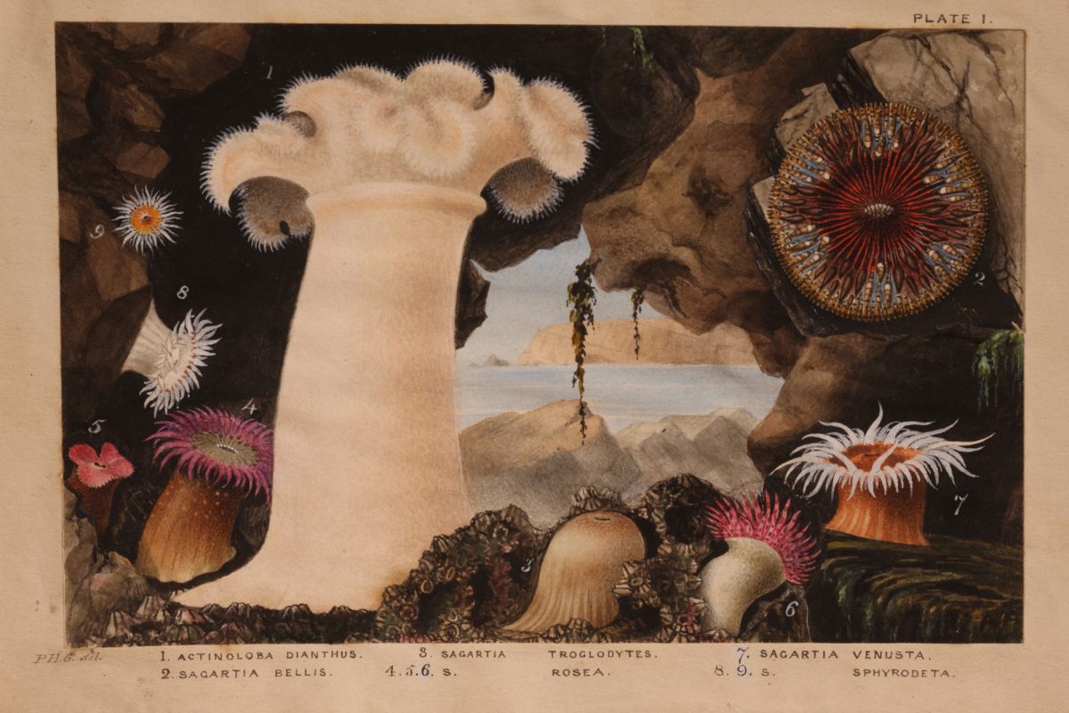 An illustration by Gosse of anemones