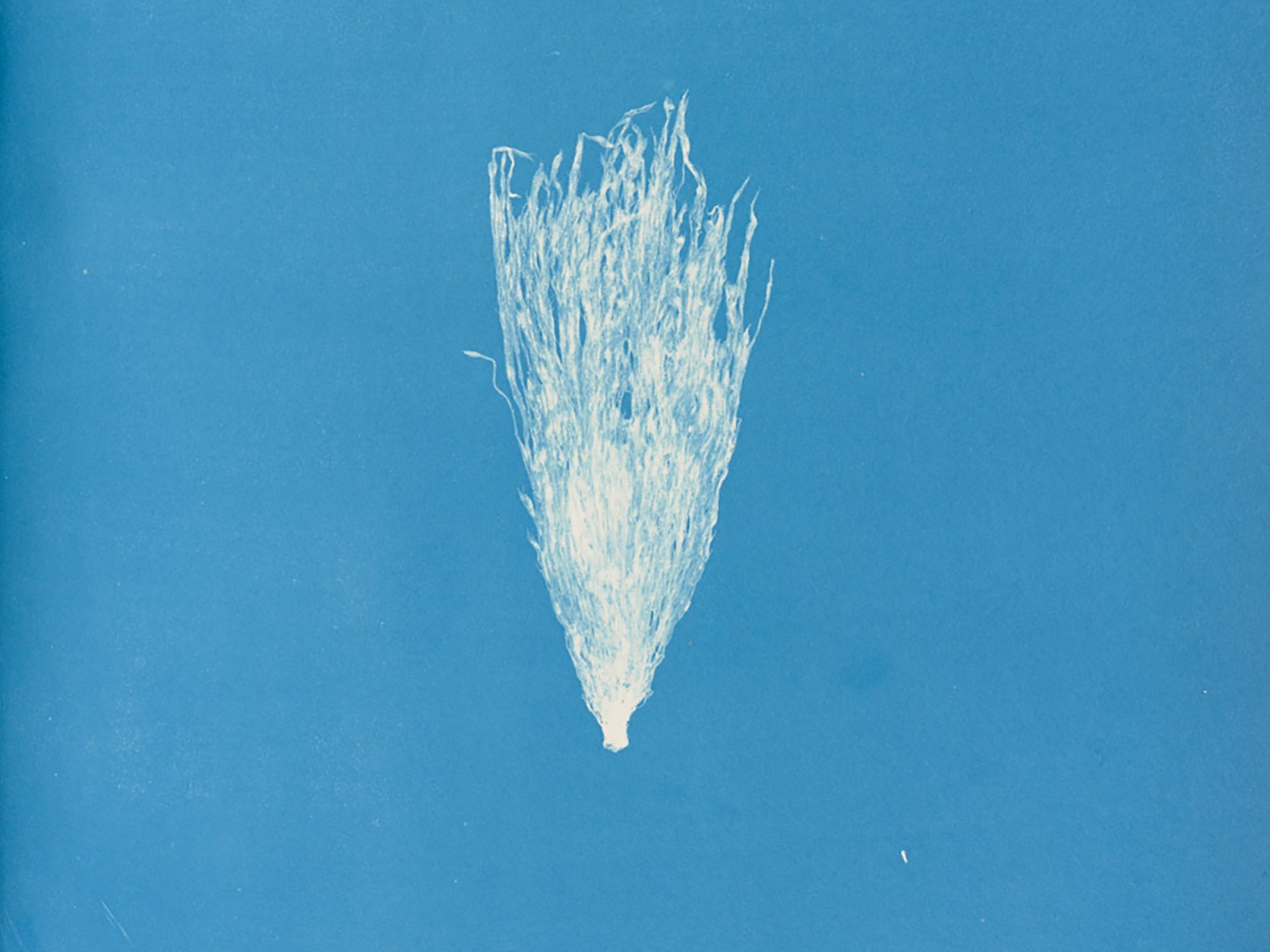 A close up of a page from a book, the page is blue with a relief white image of algae on it. It is a cyanotype, an early form of photography.