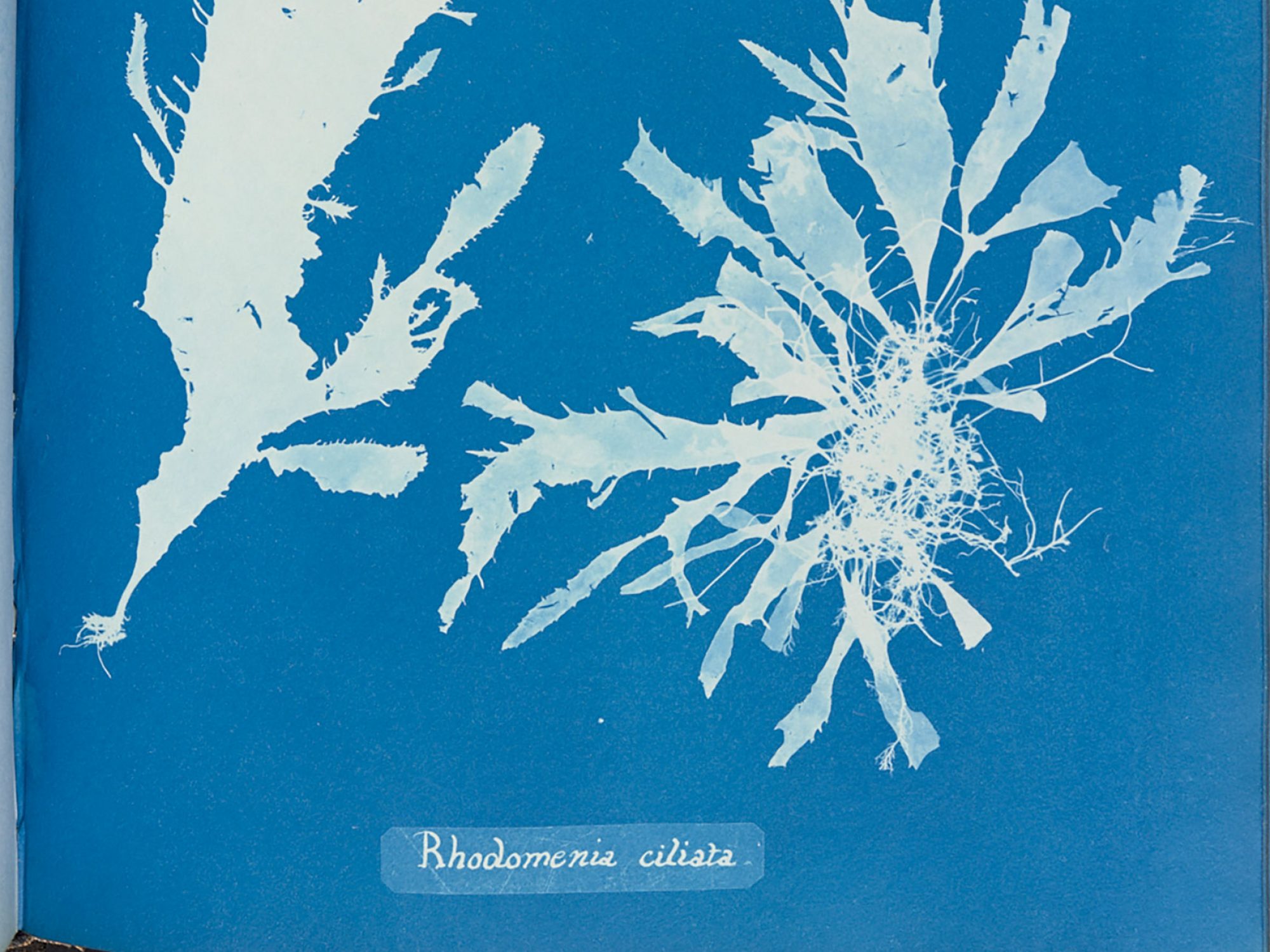 A close up of a page from a book, the page is blue with a relief white image of algae on it. It is a cyanotype, an early form of photography.