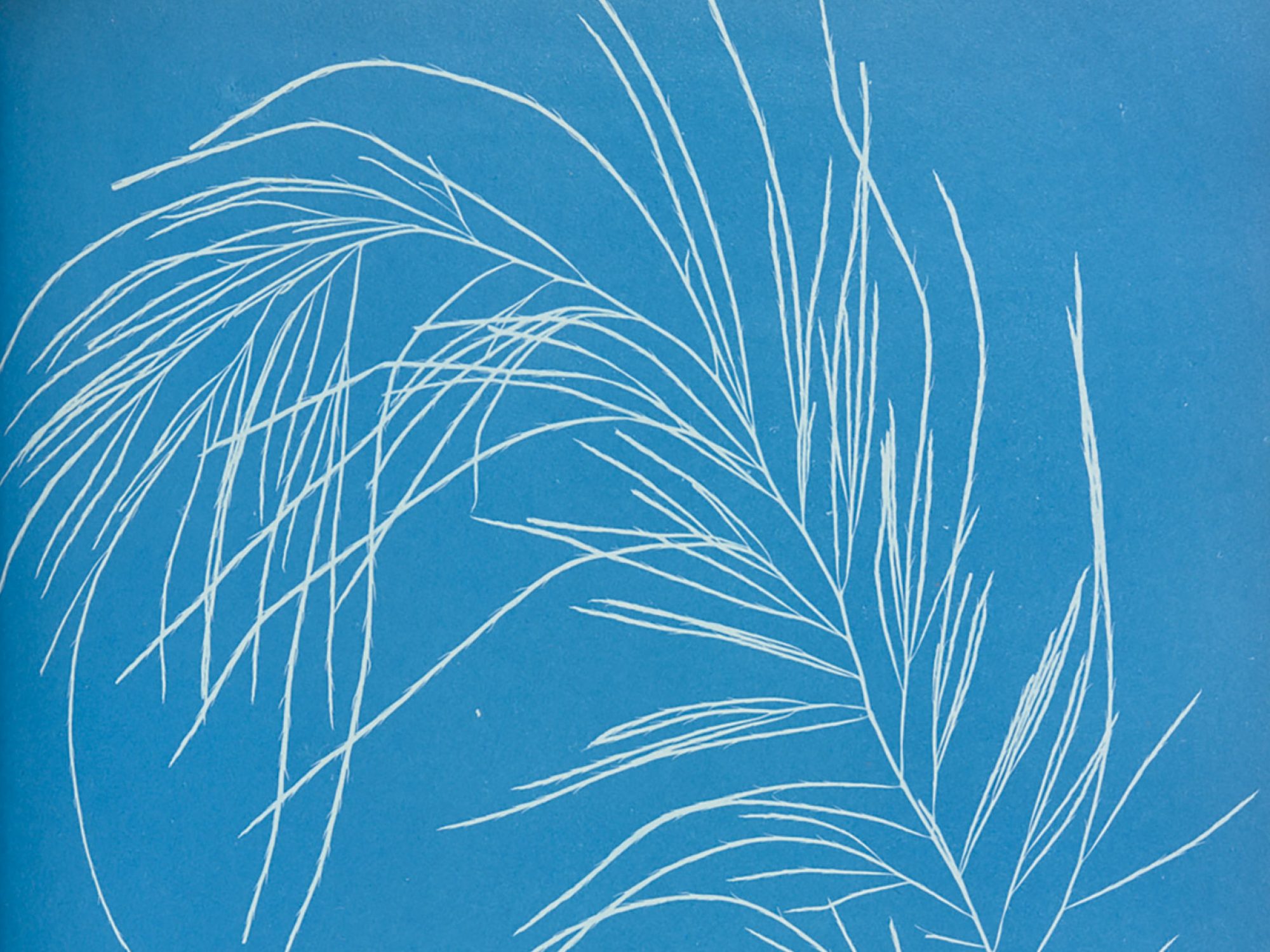A close up of a page from a book, the page is blue with a relief white image of algae on it. It is a cyanotype, an early form of photography.