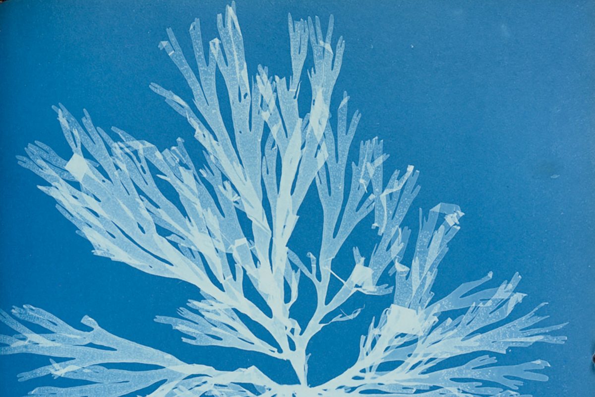 A close up of a page from a book, the page is blue with a relief white image of algae on it. It is a cyanotype, an early form of photography.