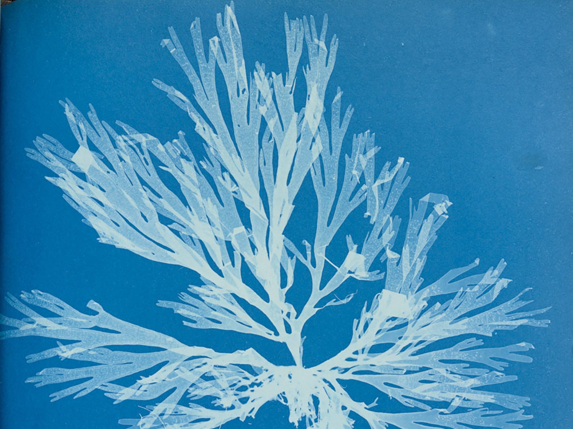 A close up of a page from a book, the page is blue with a relief white image of algae on it. It is a cyanotype, an early form of photography.