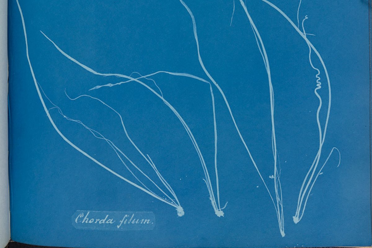 A close up of a page from a book, the page is blue with a relief white image of algae on it. It is a cyanotype, an early form of photography.