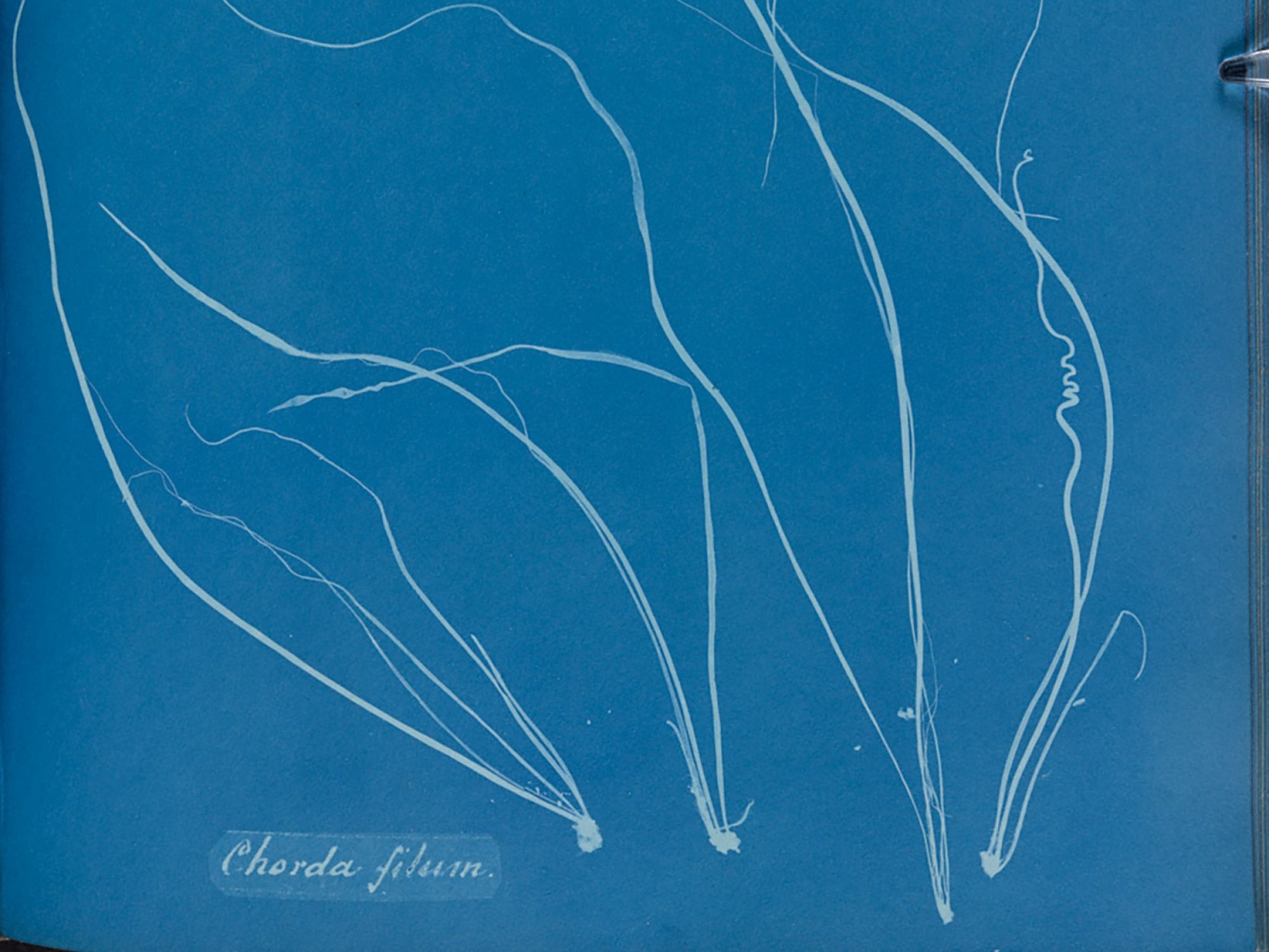 A close up of a page from a book, the page is blue with a relief white image of algae on it. It is a cyanotype, an early form of photography.