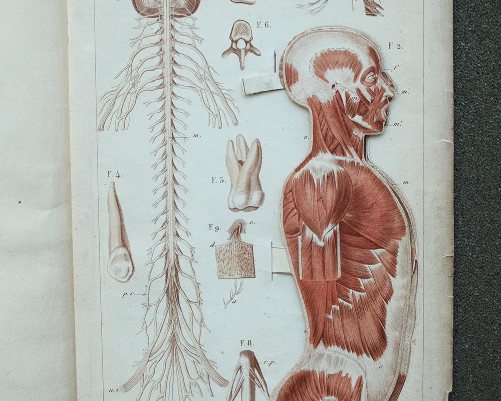 Illustration of human anatomy in open book