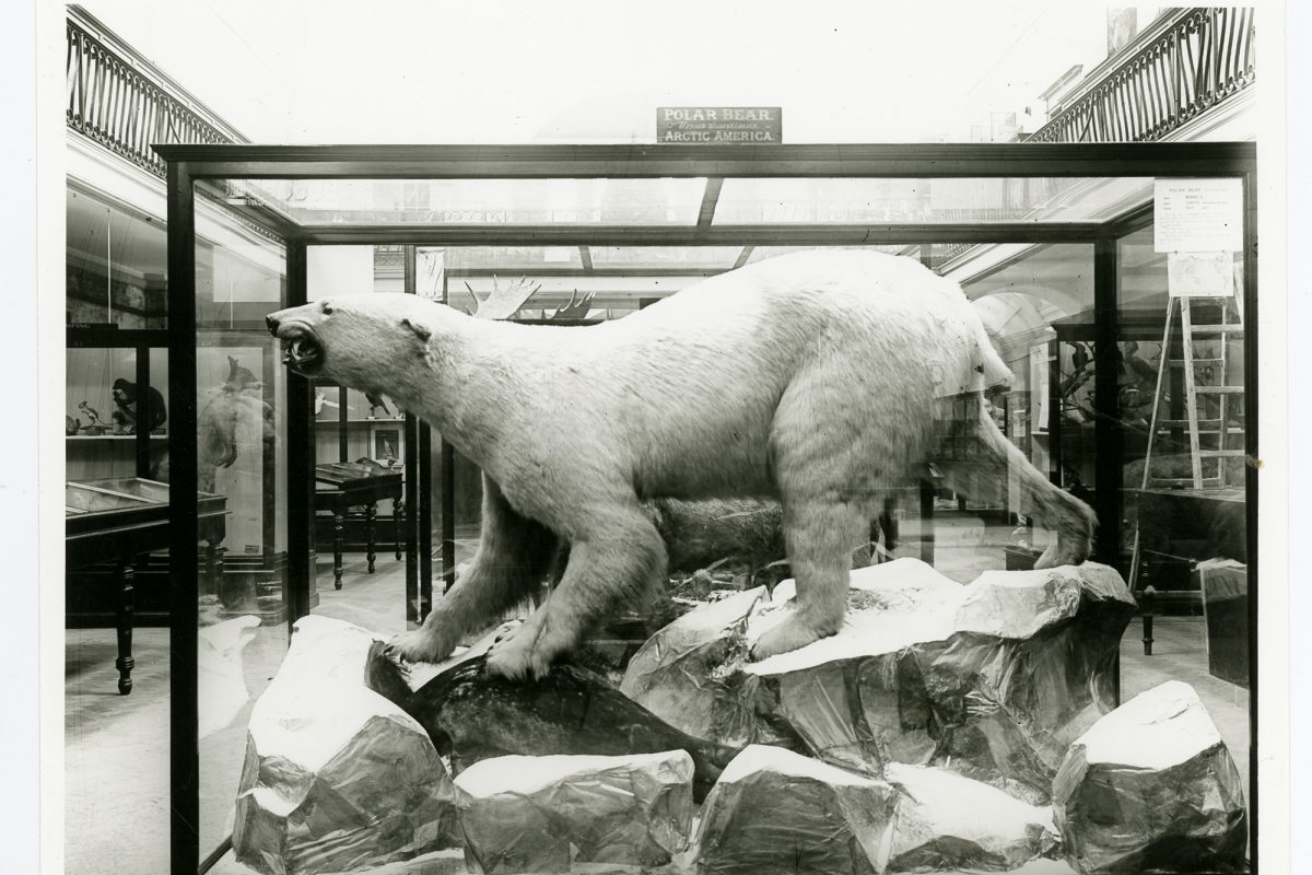Taxidermy polar bear in display case