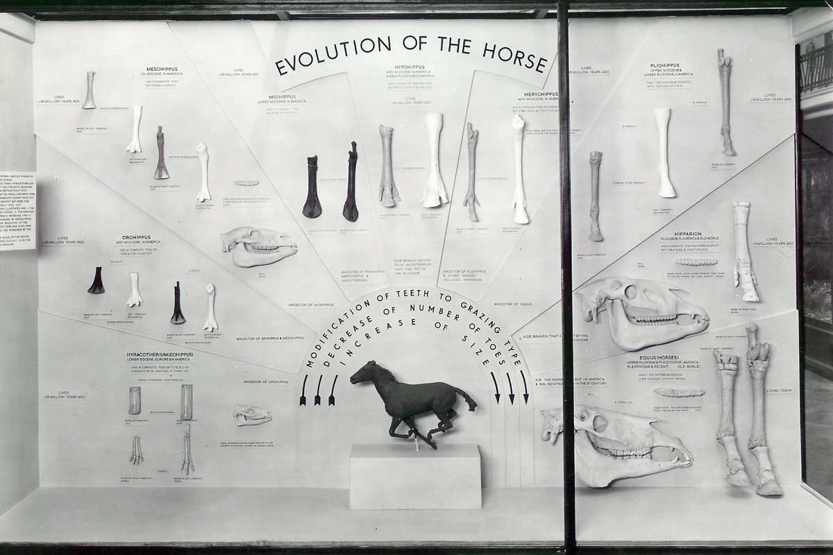 Display showing the evolution of the horse