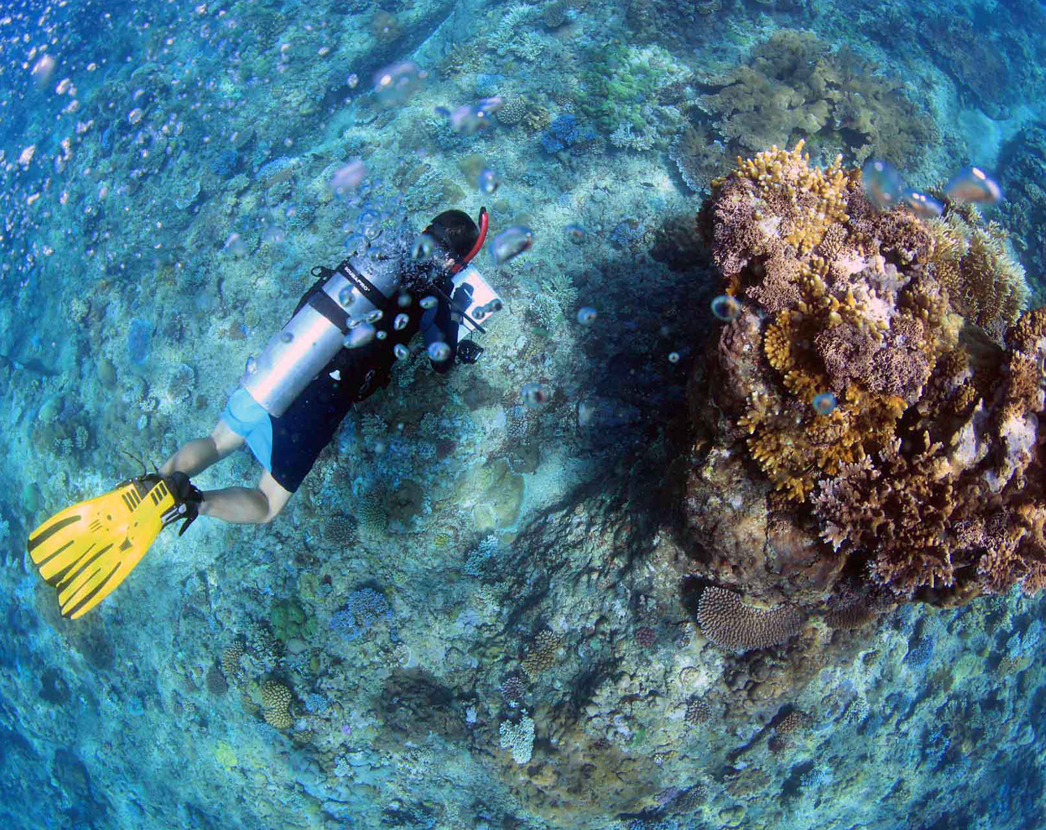 Man snorkling by sea