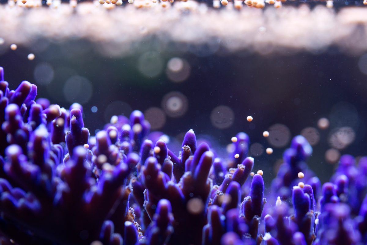 purple coral spawning in water